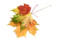 Bright autumn maple leaves. Three multi-colored leaves are superimposed on each other.