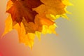 Bright autumn maple leaves. Three multi-colored leaves are superimposed on each other.