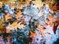 Bright autumn maple leaves in water puddle during rain Royalty Free Stock Photo