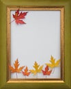 Bright autumn maple leaves of yellow - orange color on a white background inside a wooden frame Royalty Free Stock Photo