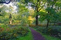 Bright autumn morning on the paths of Sherwood Forest