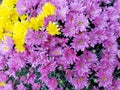 Bright autumn mum flowers Royalty Free Stock Photo