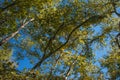 Bright autumn oak leaves