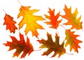 Bright autumn oak leaves on white isolated background