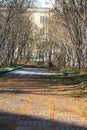 Bright autumn road in the city park Royalty Free Stock Photo