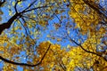 Bright autumn sky on a sunny day with tree branches and yellow leaves - autumn abstract background, looking upwards, fall time Royalty Free Stock Photo