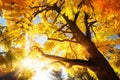 Autumn sun illuminating vibrant yellow foliage Royalty Free Stock Photo