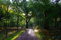 Bright autumn sun lights up a muddy woodland path