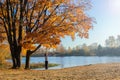 Bright autumn. Sunny photo of a girl who enjoys the autumn and a good day. a large oak tree with Golden leaves