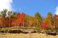 The Bright autumn tree on breakaway.