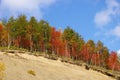 The Bright autumn tree on breakaway. Royalty Free Stock Photo