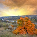 Bright autumn tree on red sunset background Royalty Free Stock Photo