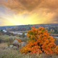 Bright autumn tree on red sunset background