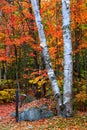 autumn trees in rural Vermont Royalty Free Stock Photo
