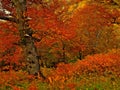 Bright Autumn Royalty Free Stock Photo