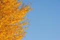 Bright Autumn yellow leaves and blue sky