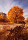 Bright autumn yellow maple tree and old rural fence near a dirt road. Royalty Free Stock Photo