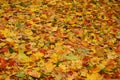 Bright autumn yellow orange red leaves on earth Royalty Free Stock Photo