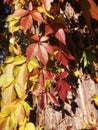 bright background with autumn orange-red leaves and ladybug. Nature abstract background. beautiful foliage texture