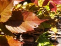 bright background with autumn orange-red leaves and ladybug. Nature abstract background. beautiful foliage texture