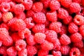 Bright background. Large juicy raspberries. Macro. Royalty Free Stock Photo