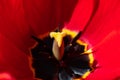 Bright background made of close up photo of red blooming opened red, black, yellow colored tulip flower Royalty Free Stock Photo