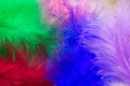 Bright background from multi-colored feathers.