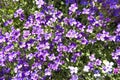 Bright Background of Small Purple flowers Royalty Free Stock Photo