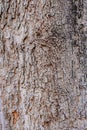 Bright background texture tree trunk with brown color Royalty Free Stock Photo