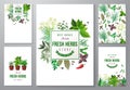Bright backgrounds with fresh herbs