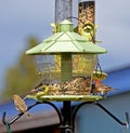 Bright Backyard Birds on Feeder Royalty Free Stock Photo