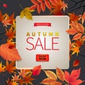 Bright banner for autumn sale