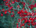 Bright barberry branches with red berries on a blurred background Royalty Free Stock Photo