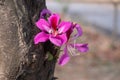 Bright bauhinia growing on a tree trunk