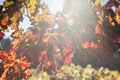 Light Beam with Fall Grape Leaves Royalty Free Stock Photo