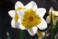 Spring. Transparent narcissuses against a dark background.