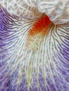 detail of white and blue striped flower head and colourful tongue of a tall orange bearded iris Royalty Free Stock Photo