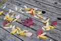 Bright beautiful autumn leaves burn on a wooden background