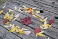 Bright beautiful autumn leaves burn on a wooden background