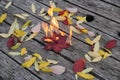 Bright beautiful autumn leaves burn on a wooden background