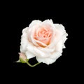 Bright beautiful black rose Royalty Free Stock Photo