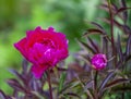 Bright and beautiful blooming burgundy decorative perennial peony