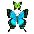 Bright beautiful blue and green butterfly