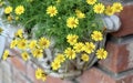 Lovely Fresh Butter Daisy in A Garden Royalty Free Stock Photo