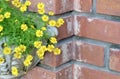 Lovely Fresh Butter Daisy in A Garden Royalty Free Stock Photo