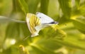 Bright beautiful butterflies. Yellow-white. Royalty Free Stock Photo