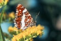 Bright beautiful butterfly mother-of-pearl close-up on yellow fragrant flowers collects nectar in the summer Sunny garden