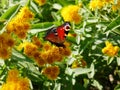 Bright beautiful butterfly Peacock on yellow blossom Royalty Free Stock Photo