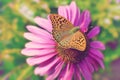 Bright beautiful butterfly sits on a pink flower daisy. Summer concept. Toned image Royalty Free Stock Photo