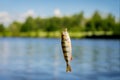 Bright beautiful caught fish of perch, hanging on hook with bait on background of natural landscape of water, sky